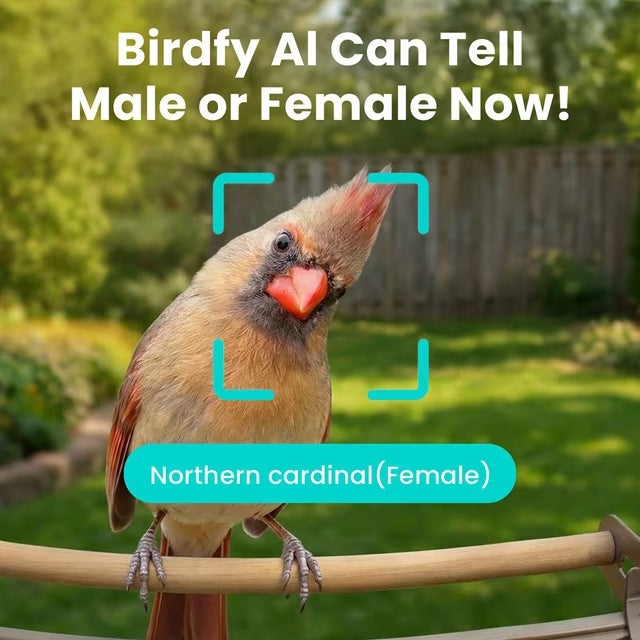 Birdfy Feeder Metal Espresso
