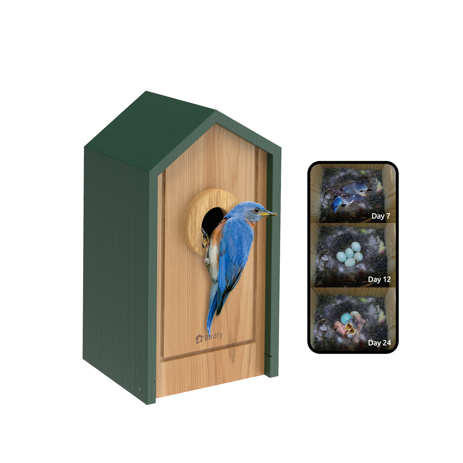 Birdfy Nest Cedar