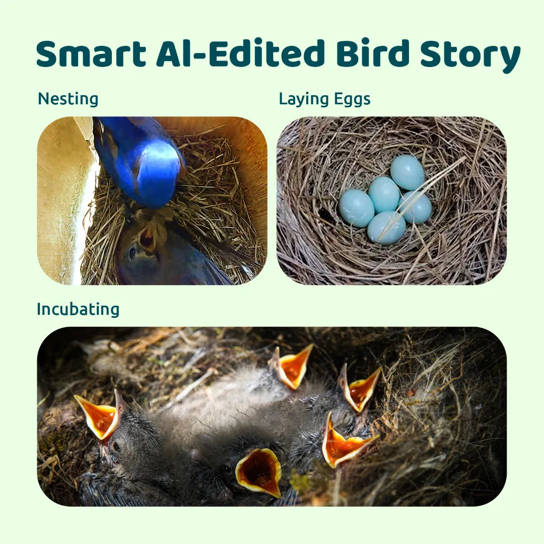 Birdfy Nest DUO - Smart Bird House with Dual Cameras