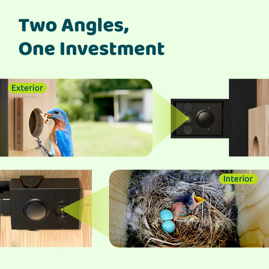 Birdfy Nest DUO - Smart Bird House with Dual Cameras
