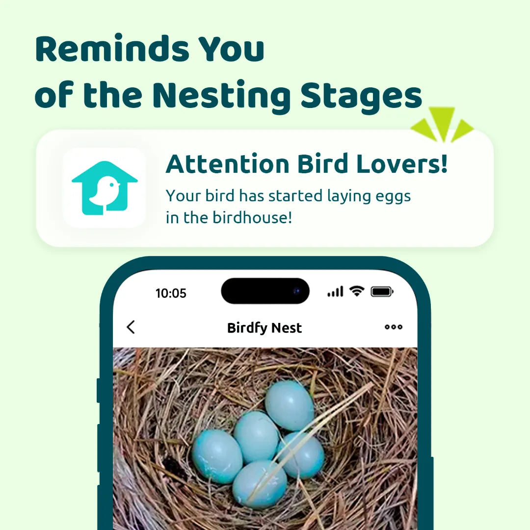 Birdfy Nest DUO - Smart Bird House with Dual Cameras