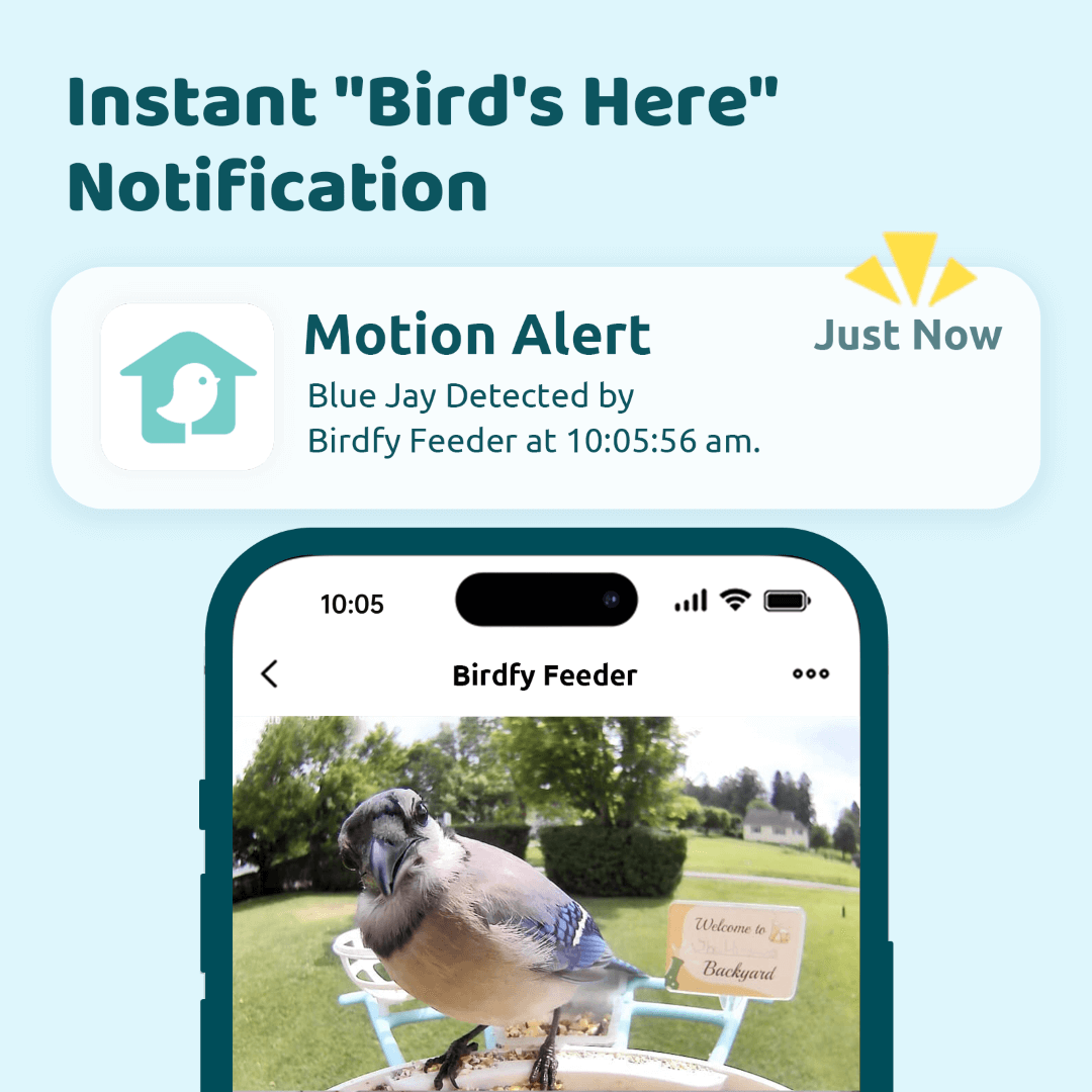 Birdfy Feeder with Solar Panel