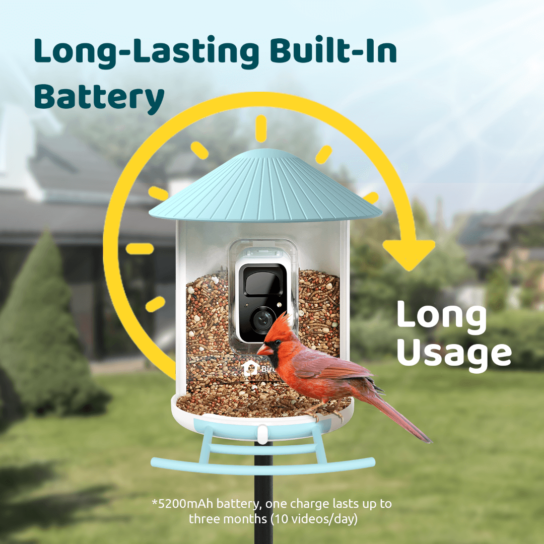 Birdfy Feeder with Solar Panel