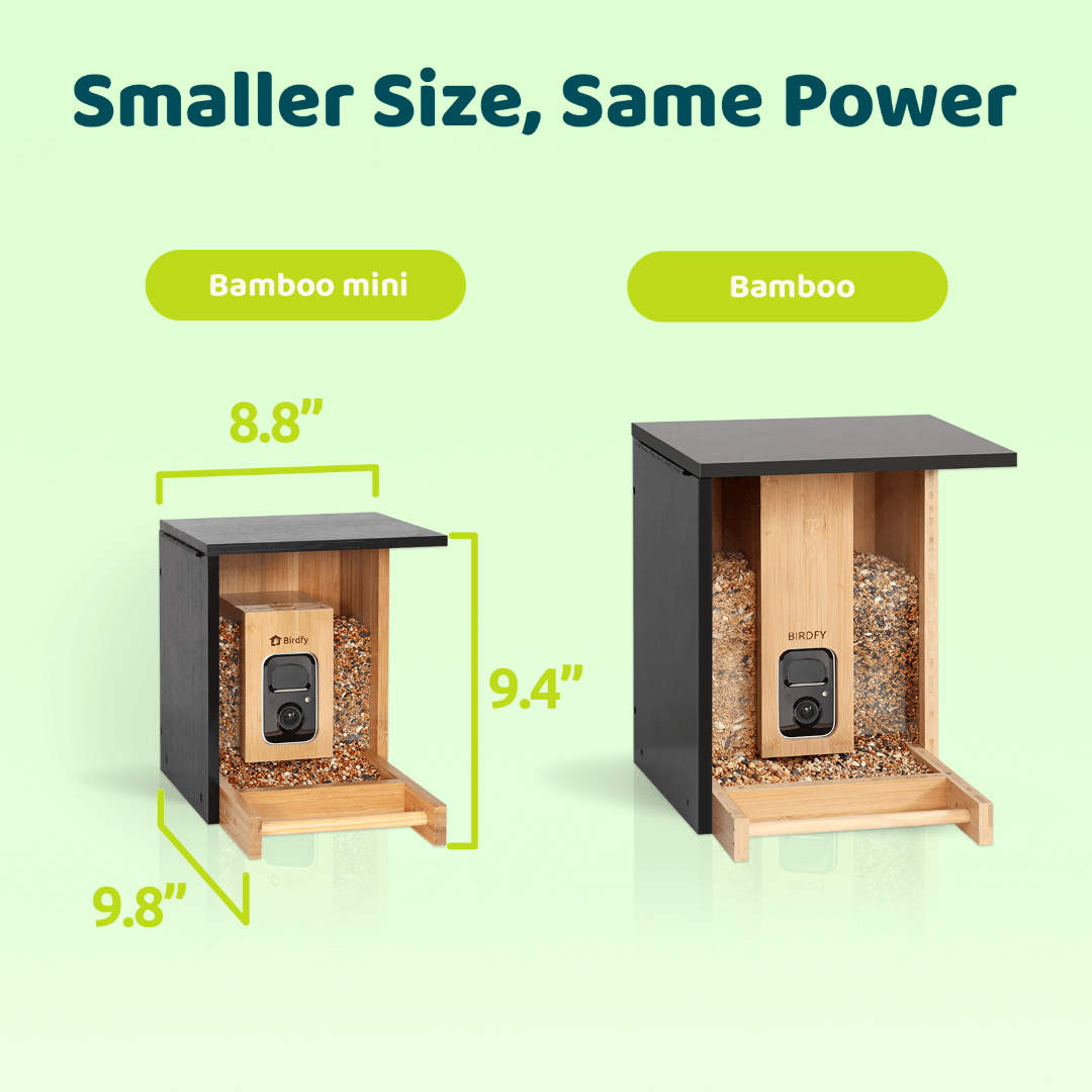 Birdfy Feeder Bamboo Mini