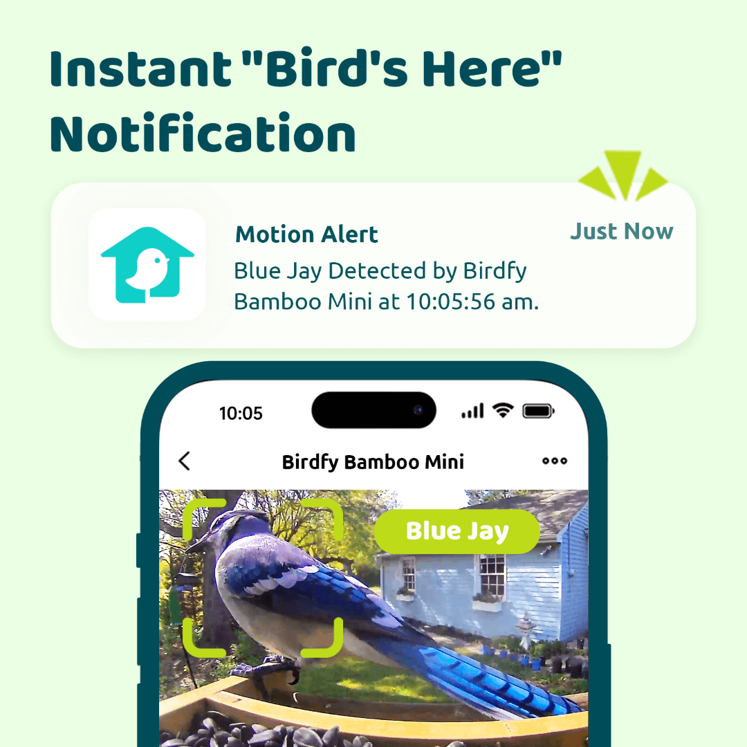 Birdfy Feeder Bamboo Mini