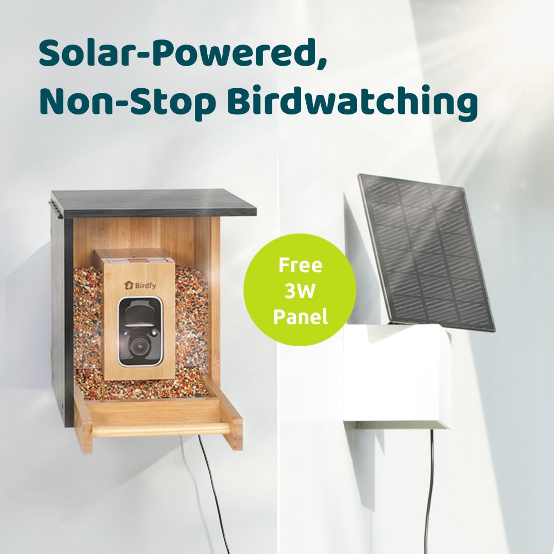 Birdfy Feeder Bamboo Mini