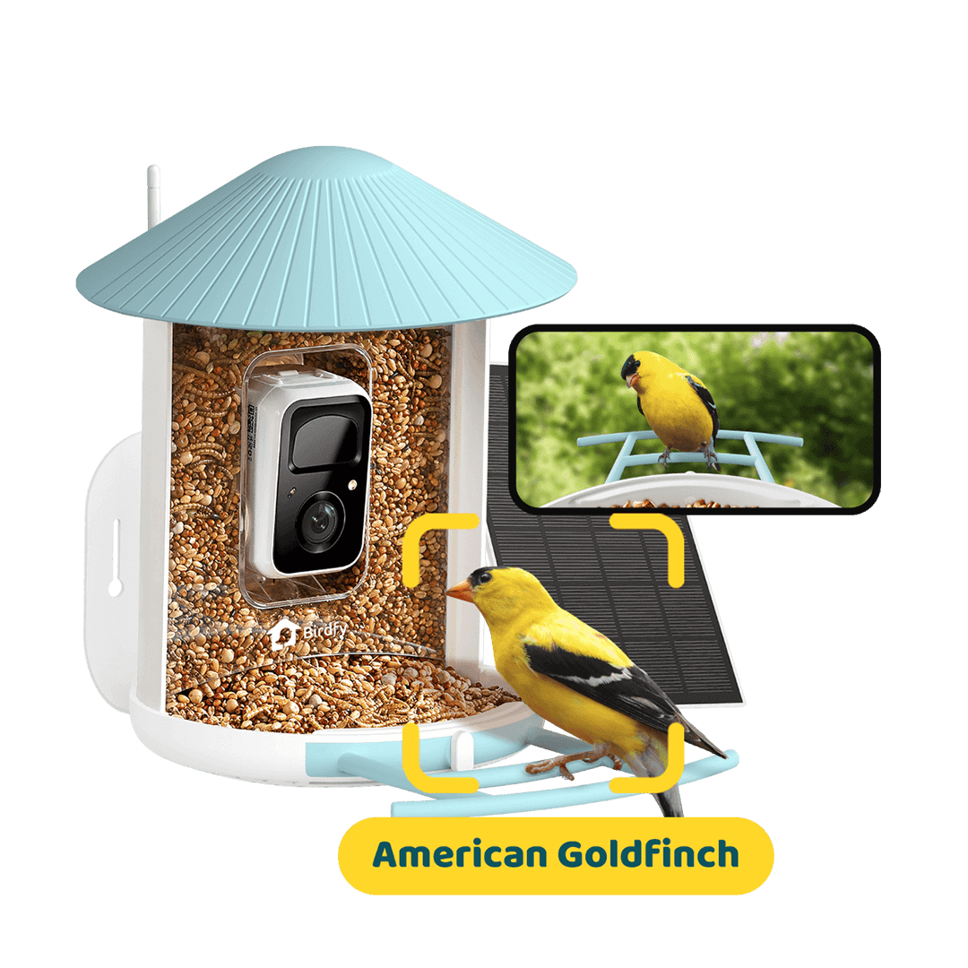 Birdfy Feeder with Solar Panel