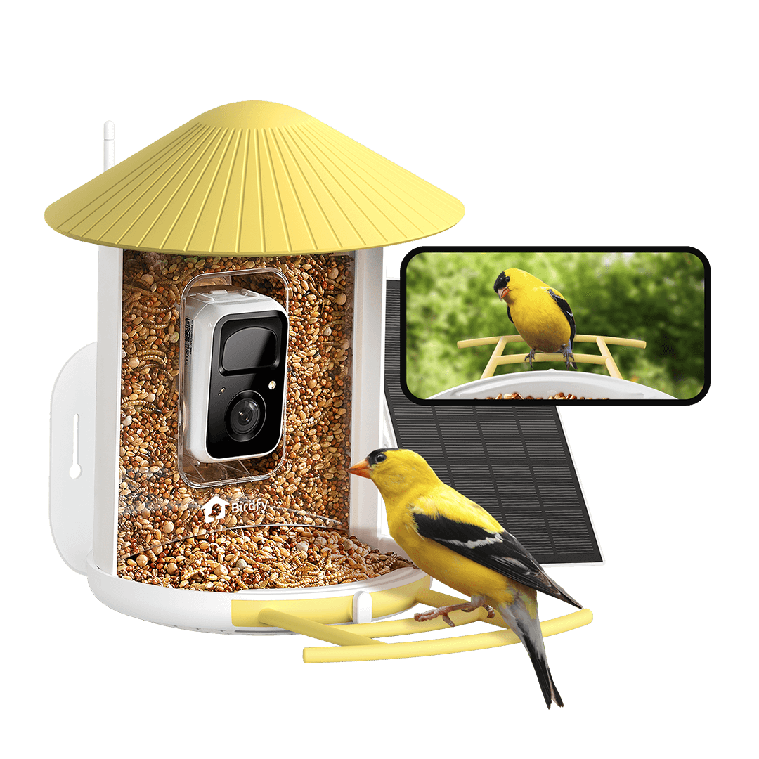 Birdfy Feeder with Solar Panel