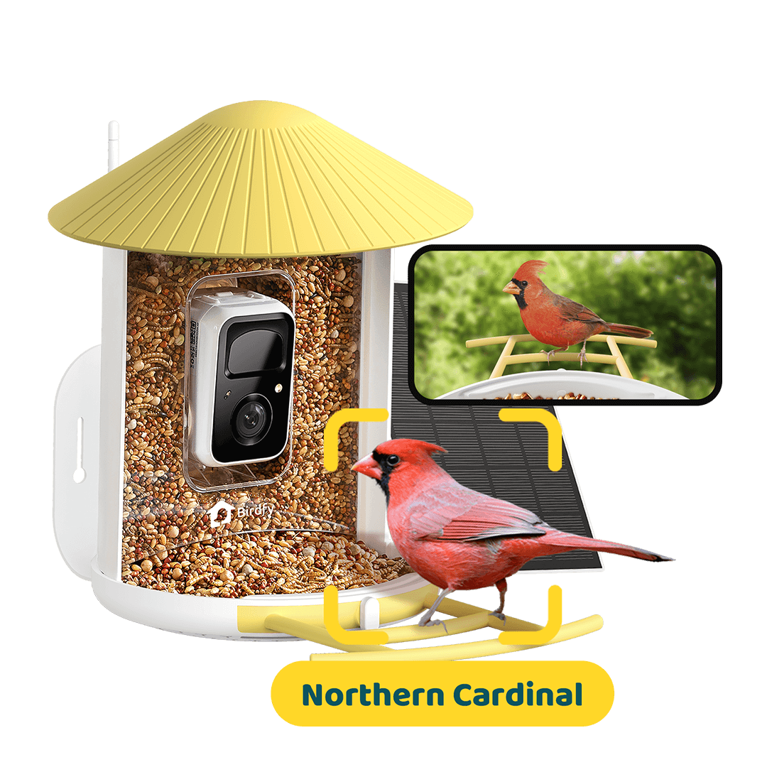 Birdfy Feeder with Solar Panel