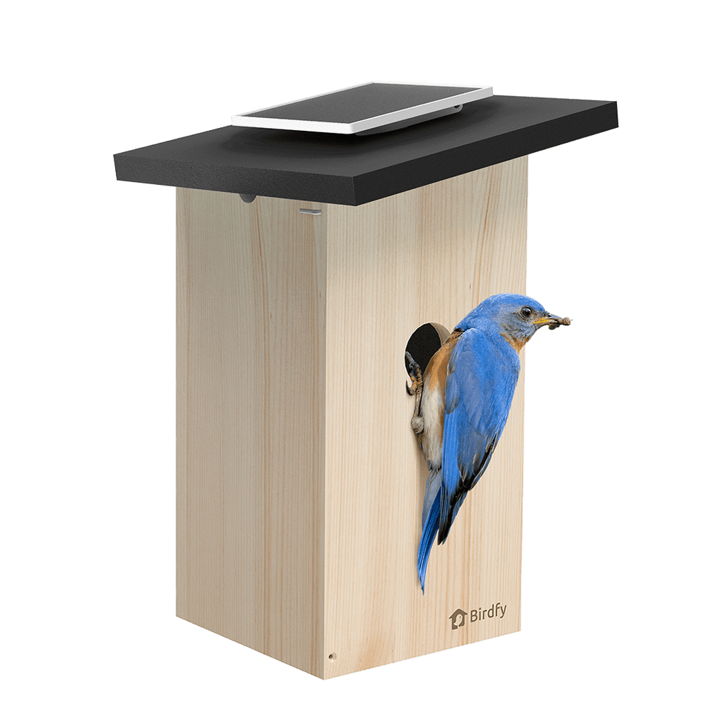 birdfynestebony_9b75fae1-3ef0-